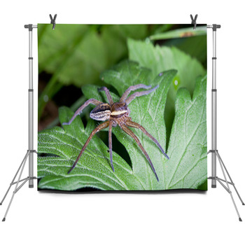 Raft Spider, Dolomedes Fimbriatus On A Fleece Backdrop