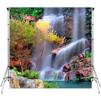 Rainforest Backdrops
