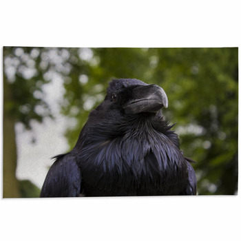 Raven. Area Rug