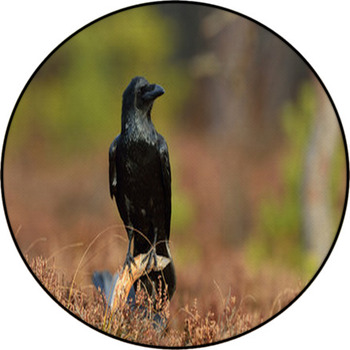 Raven (corvus Corax) On Branch In The Bog Round Rug
