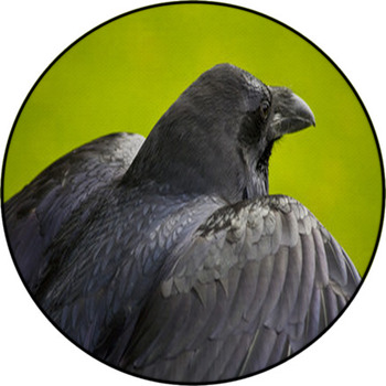 Raven. Round Rug