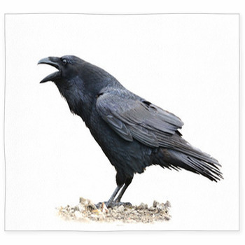 Raven Screaming On White Background Custom Size Floor Mat