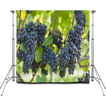Red Bunch Of Grapes In The Vineyard Custom Size Backdrop
