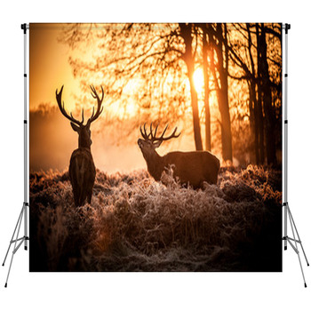 Red Deer In Morning Sun. Fleece Backdrop