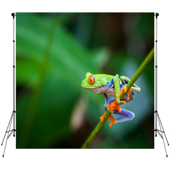 Red Eye Frog Custom Size Backdrop