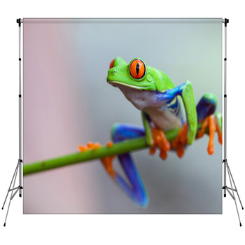 Red Eye Frog Custom Size Backdrop