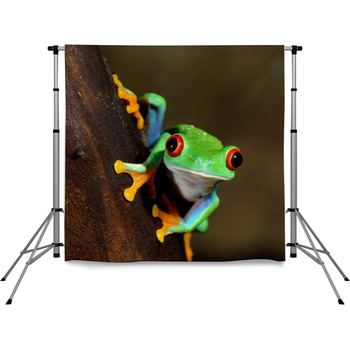 Red Eye Frog Poisonous Amphibian Pole Pocket Backdrop
