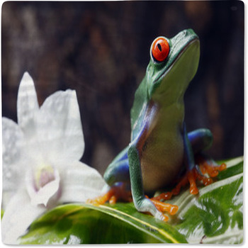 Red-eyed Tree Frog Baby Blanket