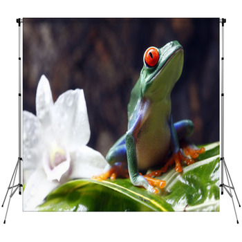 Red-eyed Tree Frog Fleece Backdrop