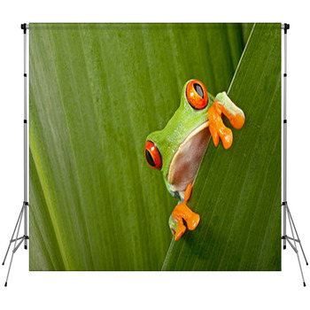 Red Eyed Tree Frog Peeping Custom Size Backdrop