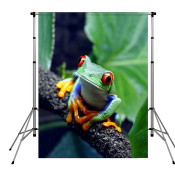 Red Eyed Tree Frog Pole Pocket Backdrop