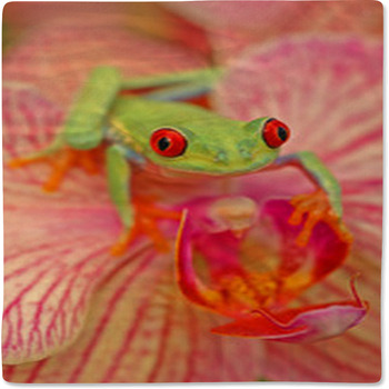 Red eyed Treefrog Agalychnis Callidryas Baby Blanket