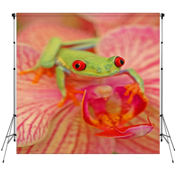 Red eyed Treefrog Agalychnis Callidryas Fleece Backdrop