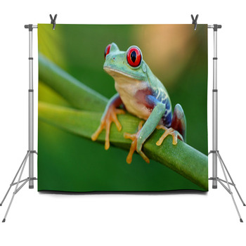 Red eyed Treefrog Agalychnis Callidryas Fleece Backdrop