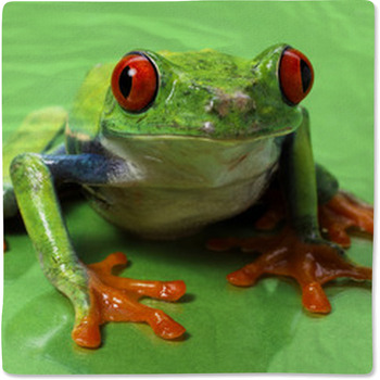 Red Eyed Treefrog Macro Isolated Exotic Baby Blanket