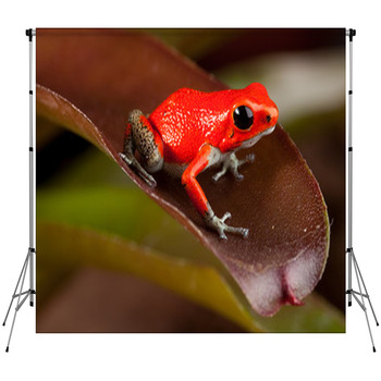 Red Frog Fleece Backdrop