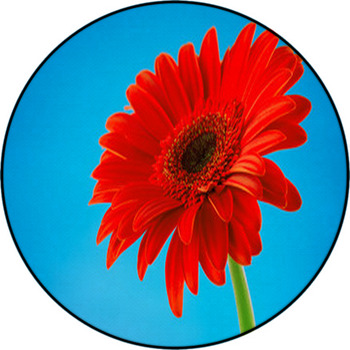 Red Gerbera Daisy Flower Isolated On Blue Round Rug