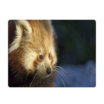 Red Panda (Ailurus Fulgens) Portrait In Snow Bath Mat