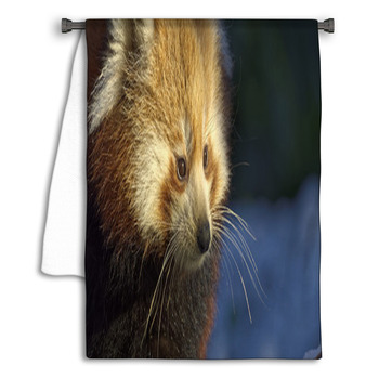 Red Panda (Ailurus Fulgens) Portrait In Snow Towel