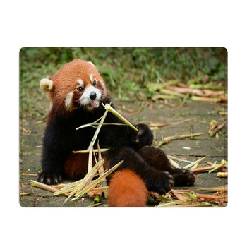 Red Panda Bear Eating Bamboo Chengdu, China Bath Mat