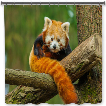 Red Panda Shower Curtain