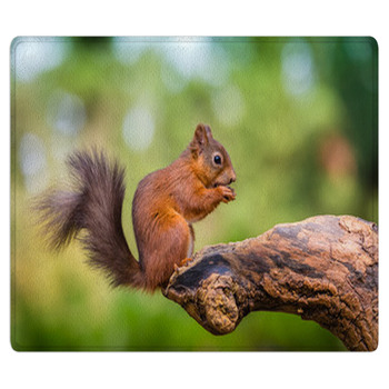 Red Squirrel In The County Of Northumberland Area Rug