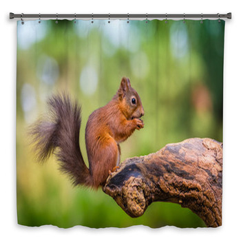 Red Squirrel In The County Of  Custom Size Shower Curtain