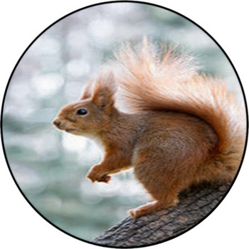 Red Squirrel On Tree Round Rug
