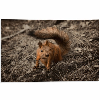 Red Squirrel Seating On The Earth. Area Rug