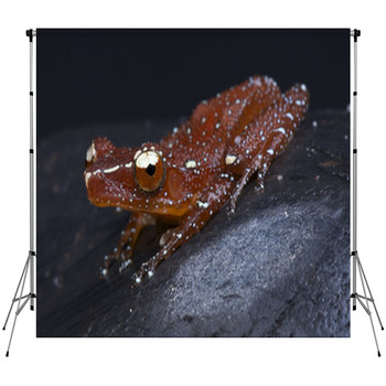 Red Tree Frog / Nyctixalus Pictus Fleece Backdrop