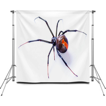 Redback Spider Latrodectus Custom Size Backdrop