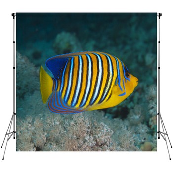 Regal Angelfish Custom Size Backdrop