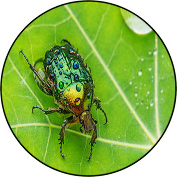 Rose Chafer (cetonia Aurata) On A Dewy Leaf Round Rug