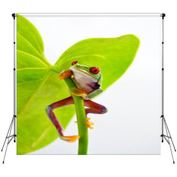 Rotaugenlaubfrosch Custom Size Backdrop