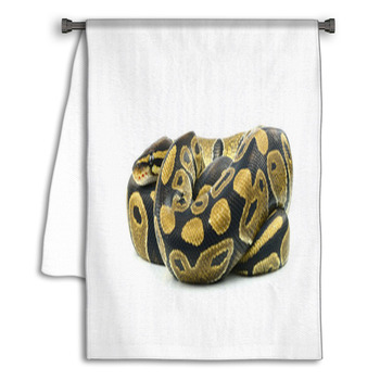 Royal Python, Or Ball Python In Studio Against A Towel