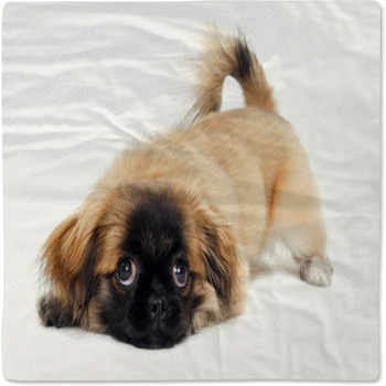 Sad Puppy Dog Is Resting Baby Blanket
