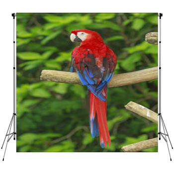 Scarlet Macaw Bird Custom Size Backdrop