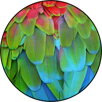Scarlet Macaw Feathers Round Rug