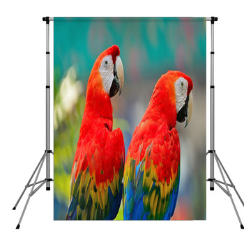 Scarlet Macaw Pole Pocket Backdrop
