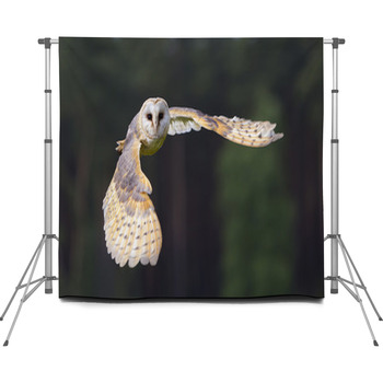 Schleiereule Im Flug Custom Size Backdrop