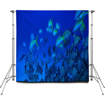School Of Fish Underwater Photo Custom Size Backdrop