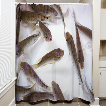 School Of Tilapia Fish In Clear Fresh Shower Curtain