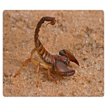 Scorpion Area Rug