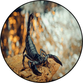Scorpion In A Fighting Stance. Russian Nature Round Rug