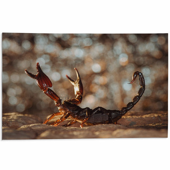 Scorpion Protected. Russian Nature Area Rug