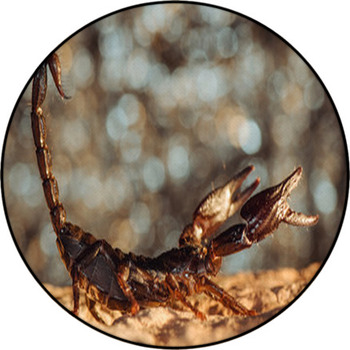 Scorpion Protected. Side View. Russian Nature Round Rug