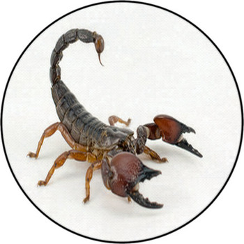 Scorpion Round Rug