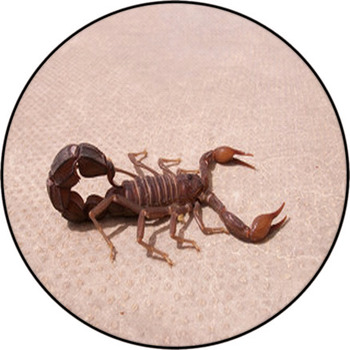 Scorpion Round Rug