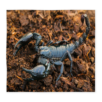 Scorpions In The Forest, Can Harm Custom Size Floor Mat