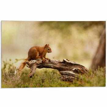 Scottish Red Squirrel Area Rug